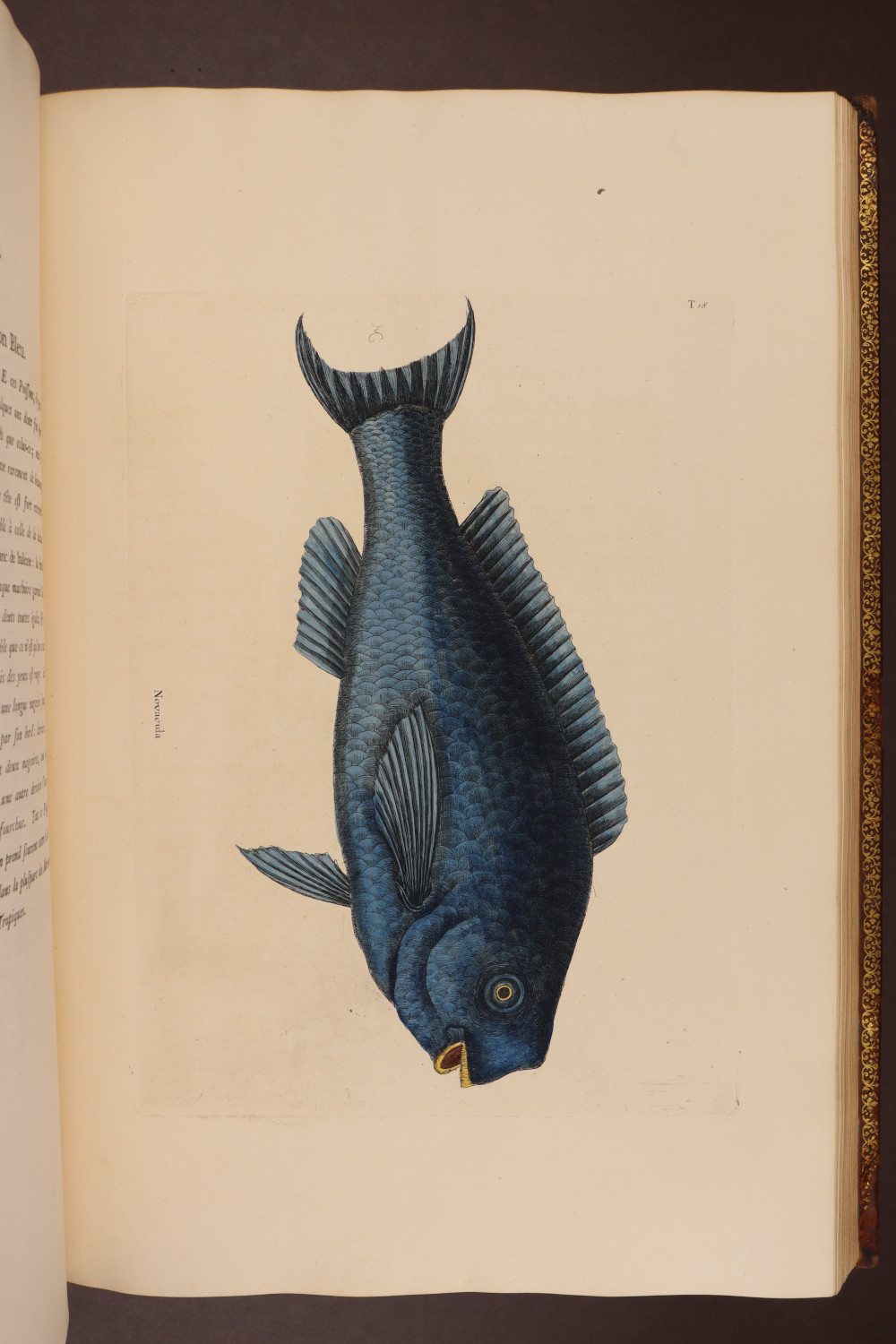 Plate 18